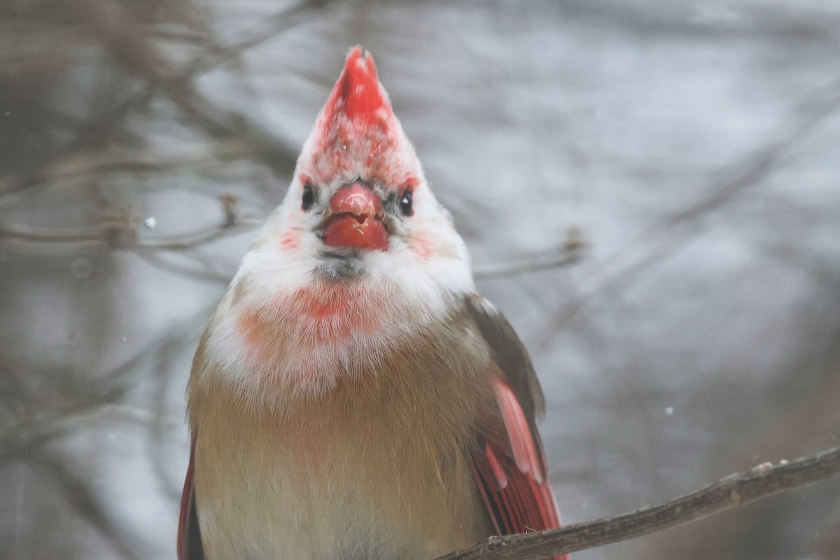 Красный кардинал - ML647824456