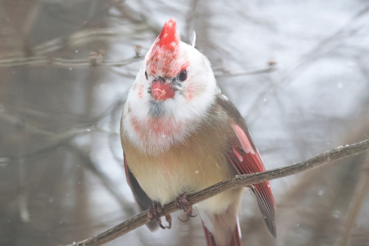 Красный кардинал - ML647824457