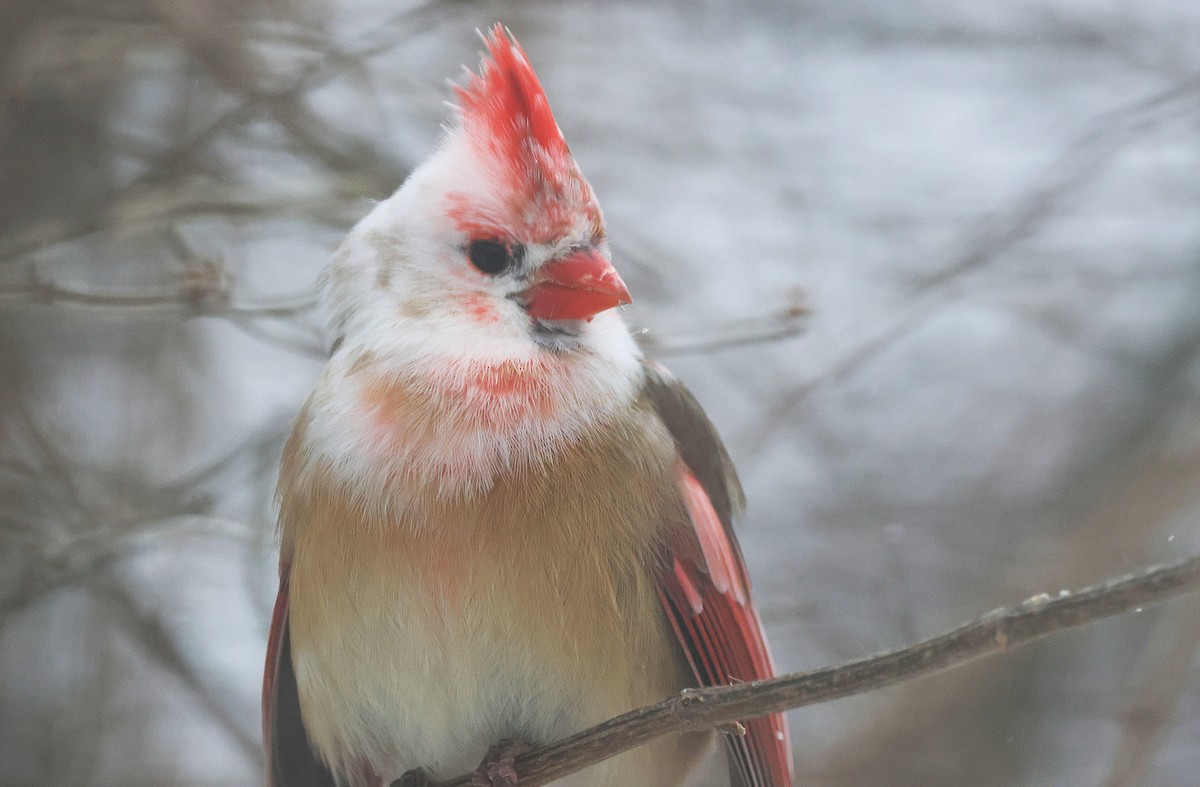 Красный кардинал - ML647824458