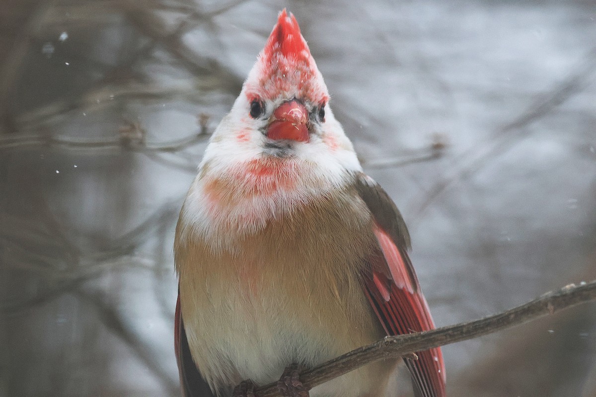 Красный кардинал - ML647824459