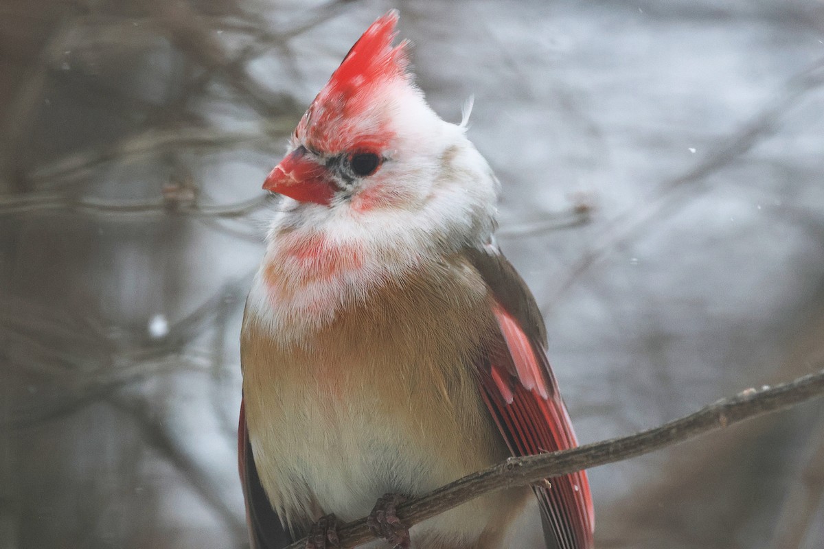 Красный кардинал - ML647824460