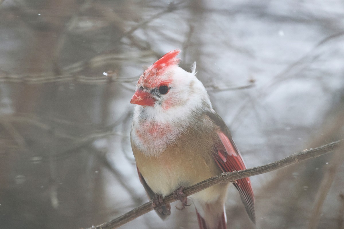 Красный кардинал - ML647824461