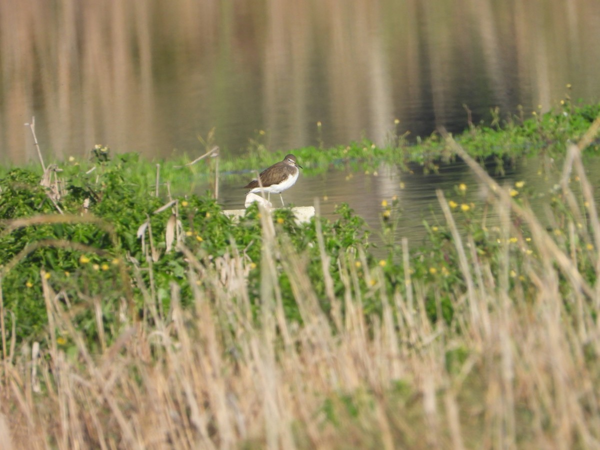 Черныш - ML647824464