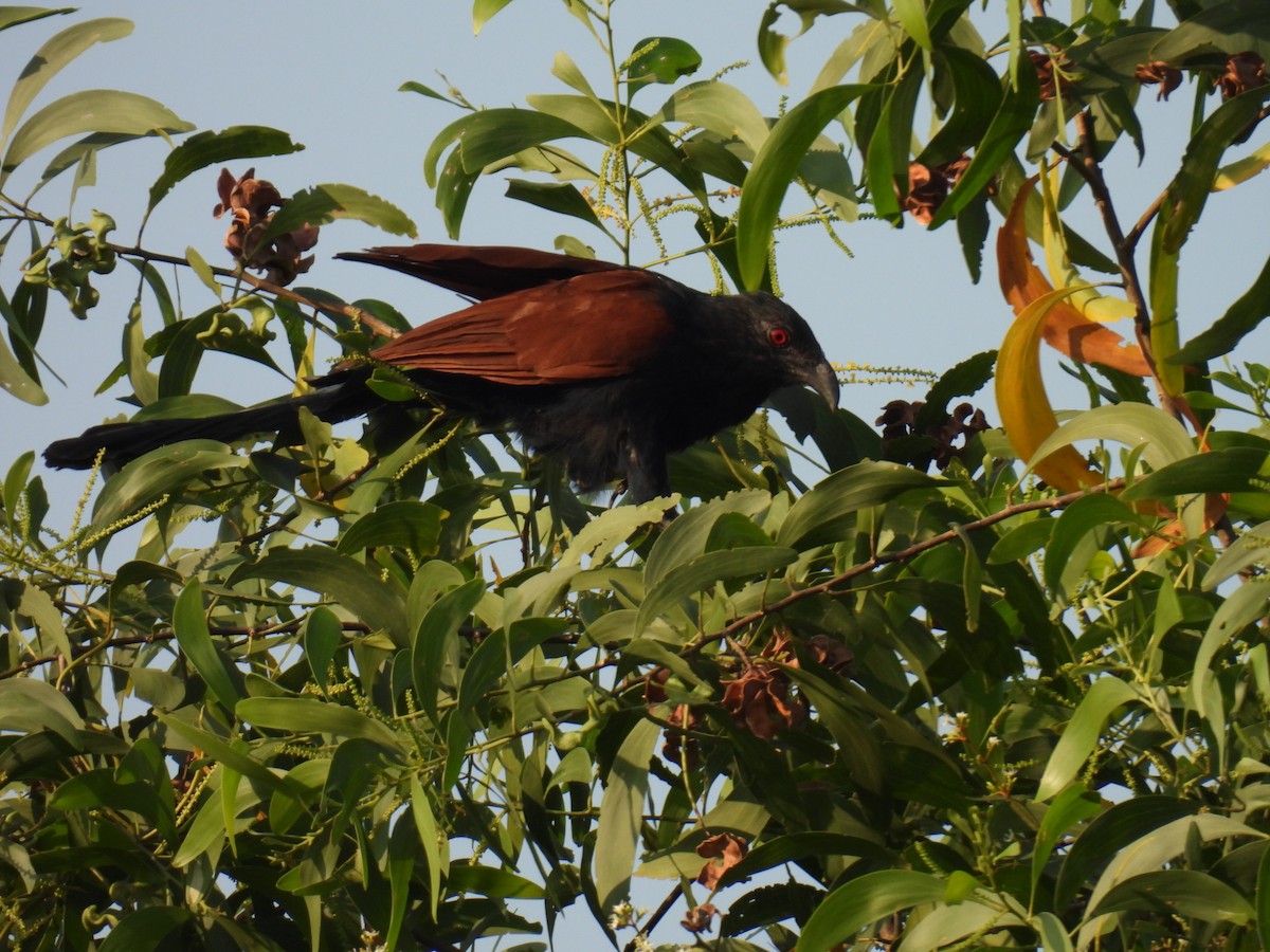 Большой кукаль - ML647824466