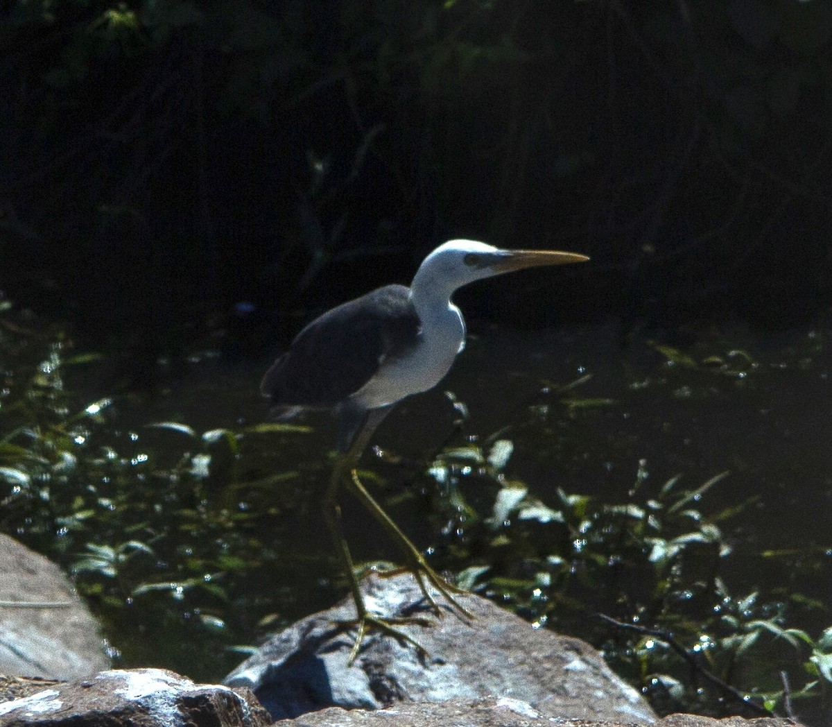 Сорочья цапля - ML647824467