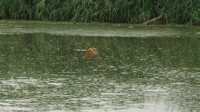 Bienteveo Común - ML647824484