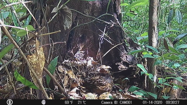 Corcovado Común - ML647824502