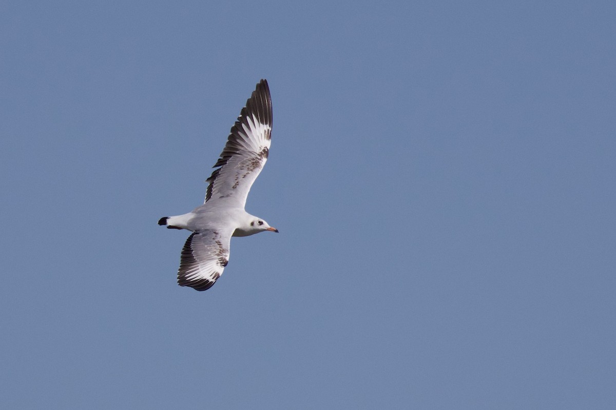 Hint Martısı - ML647824512