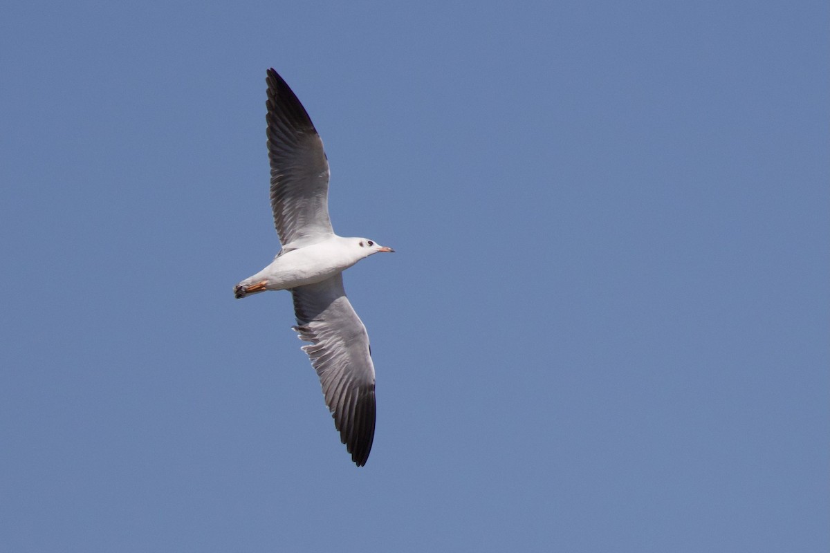 Hint Martısı - ML647824513