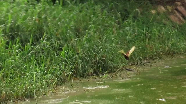 Jacana Centroamericana - ML647824518