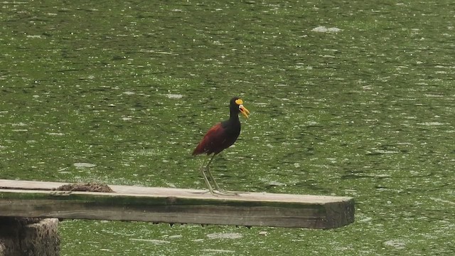 Jacana Centroamericana - ML647824519