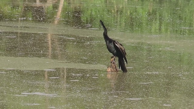 Anhinga Americana - ML647824535