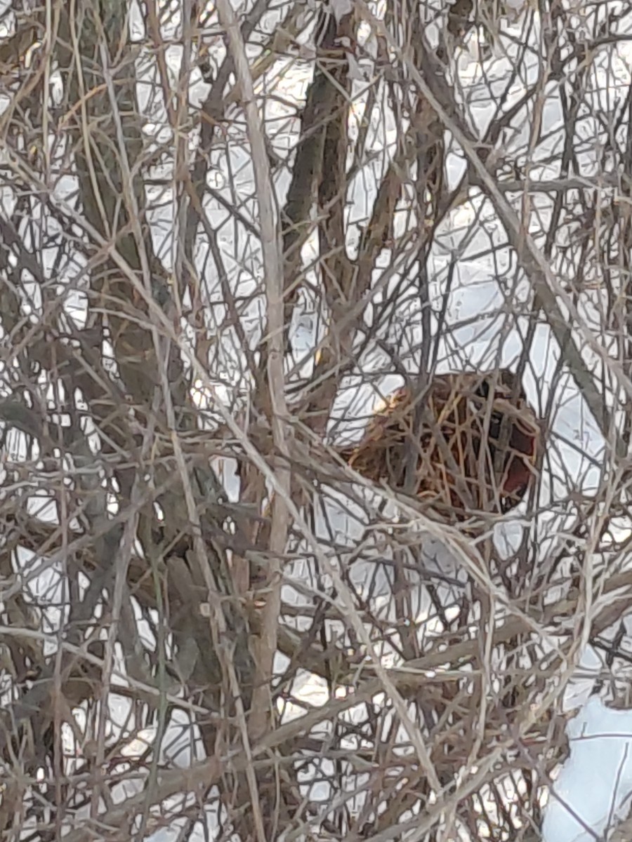 Faisai arrunta - ML647824549