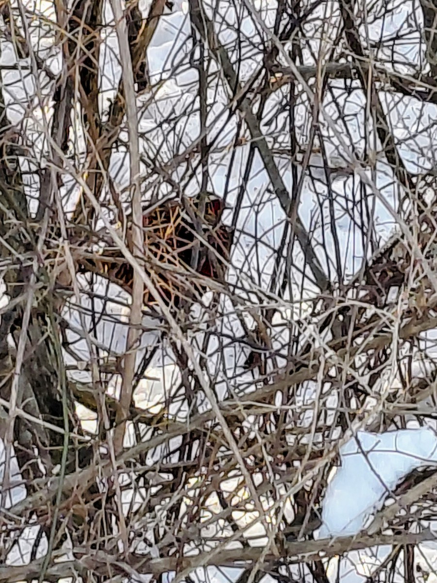 Faisai arrunta - ML647824579