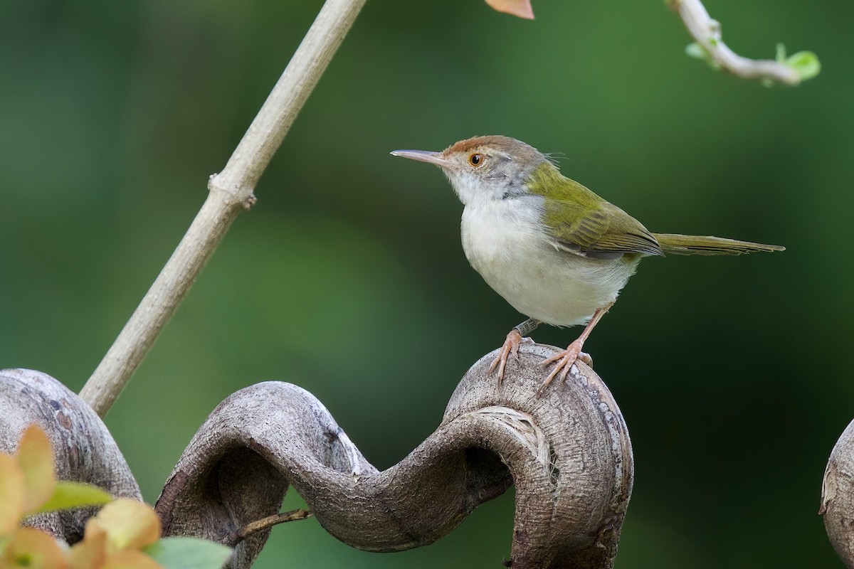 Common Tailorbird - ML647824592