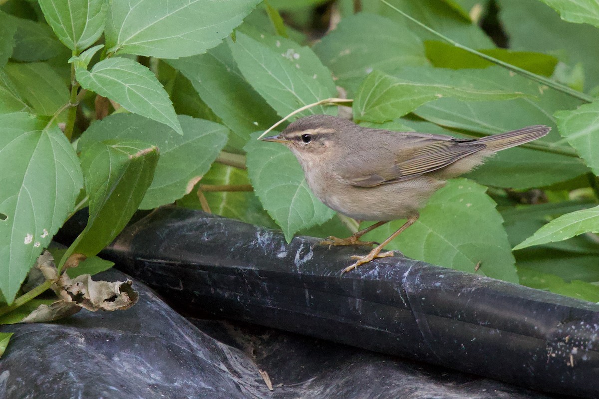 עלווית כהה - ML647824599