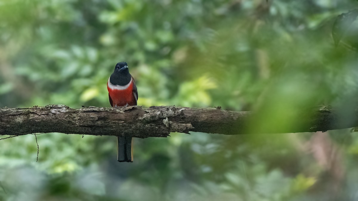 Malabar Trogon - ML647824606