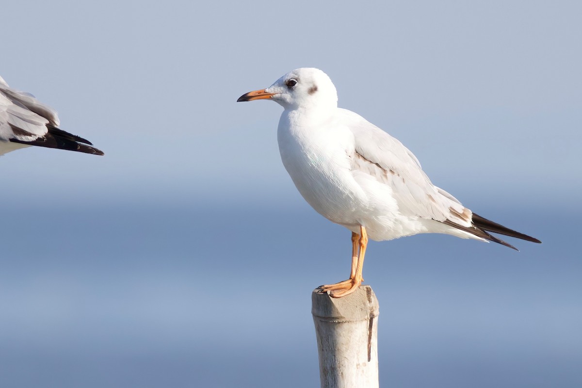 Hint Martısı - ML647824617