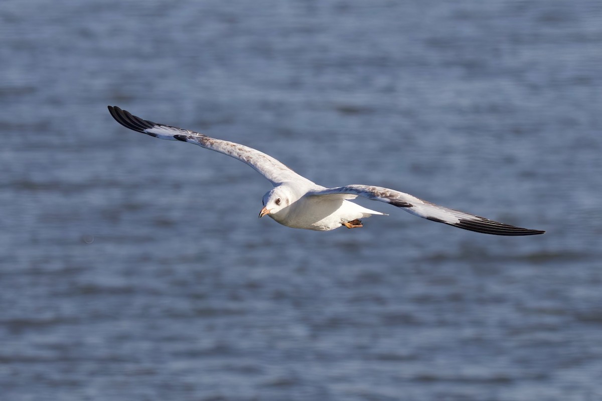 Hint Martısı - ML647824625