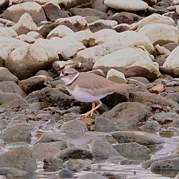Long-billed Plover - ML647824639