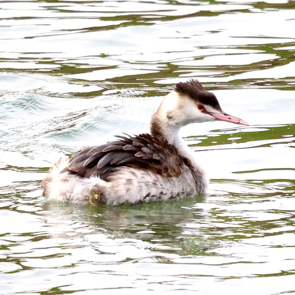 Great Crested Grebe - ML647824642