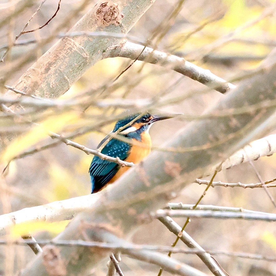 Common Kingfisher - ML647824654