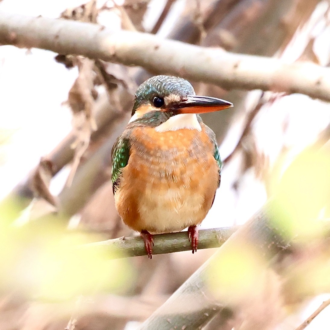 Common Kingfisher - ML647824655