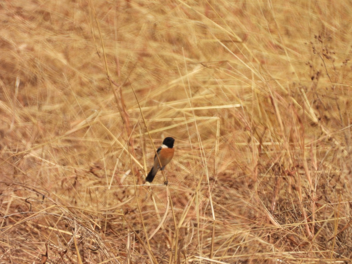 bramborníček sibiřský - ML647824664