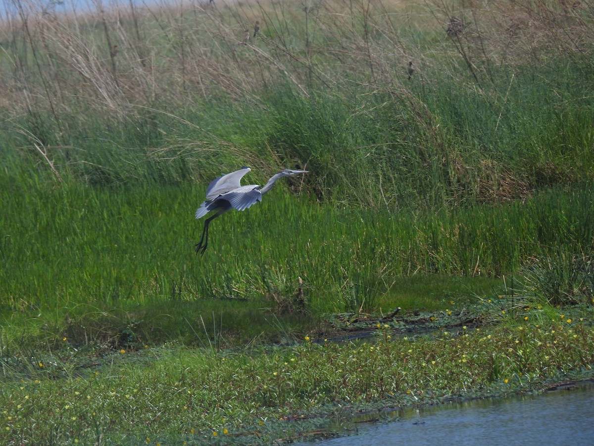 Gray Heron - ML647824666