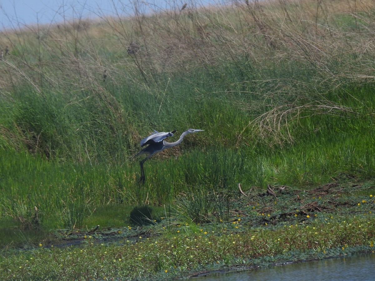 Gray Heron - ML647824667