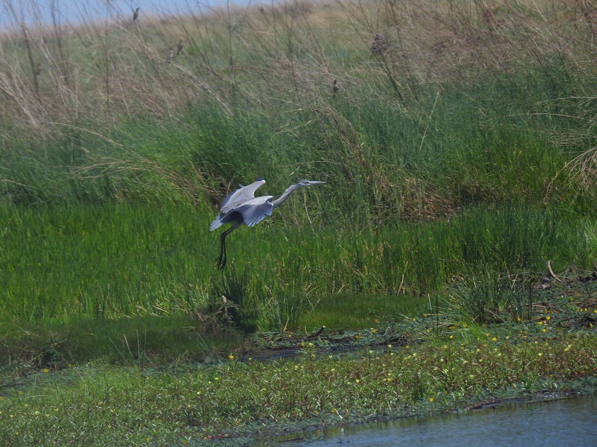Gray Heron - ML647824668