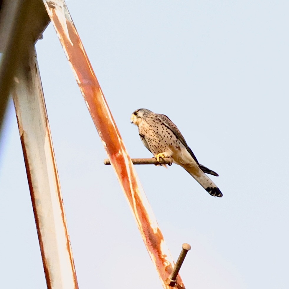 Eurasian Kestrel - ML647824670