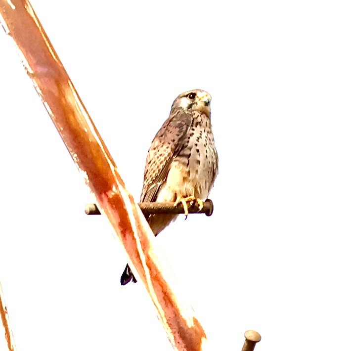 Eurasian Kestrel - ML647824671