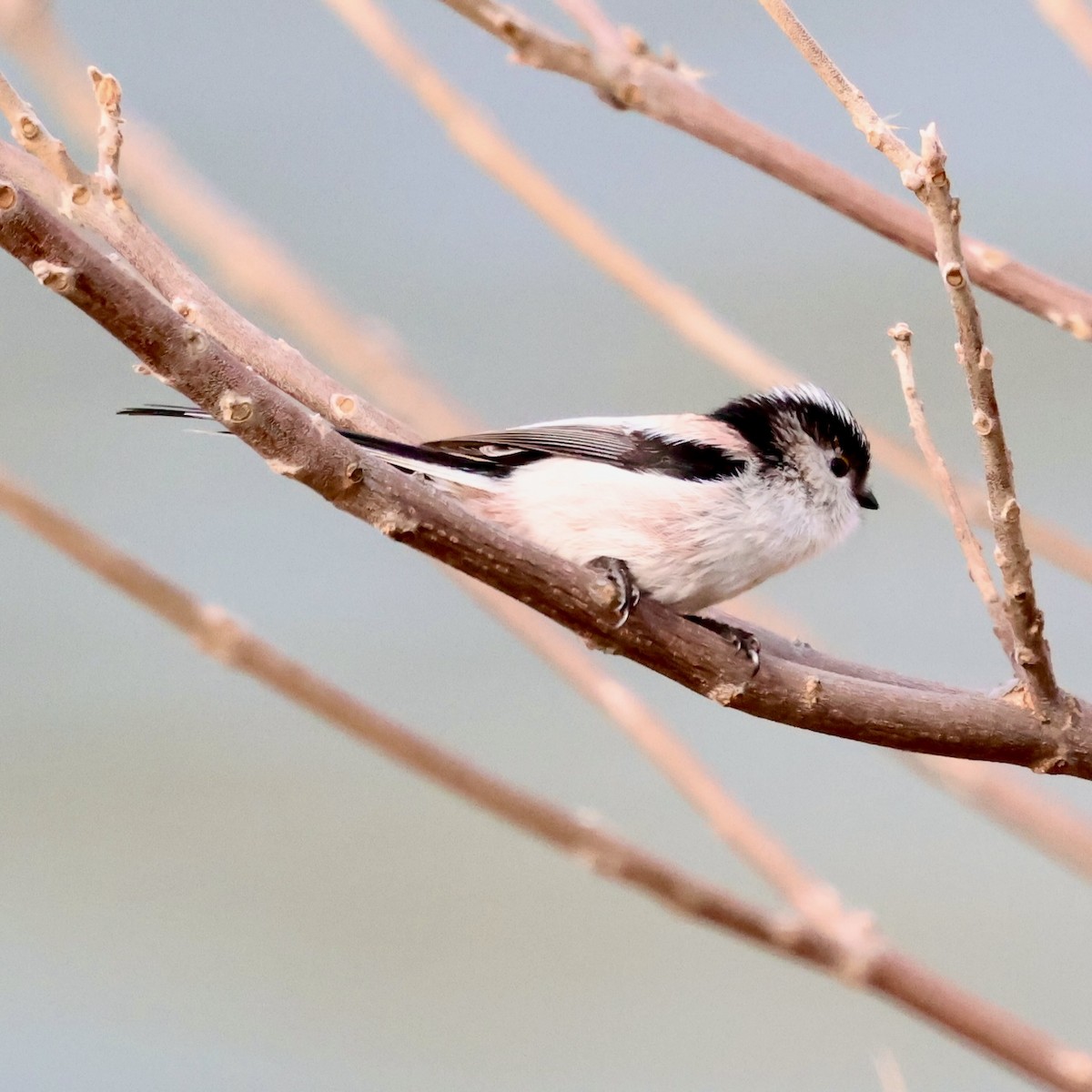 Long-tailed Tit - ML647824677