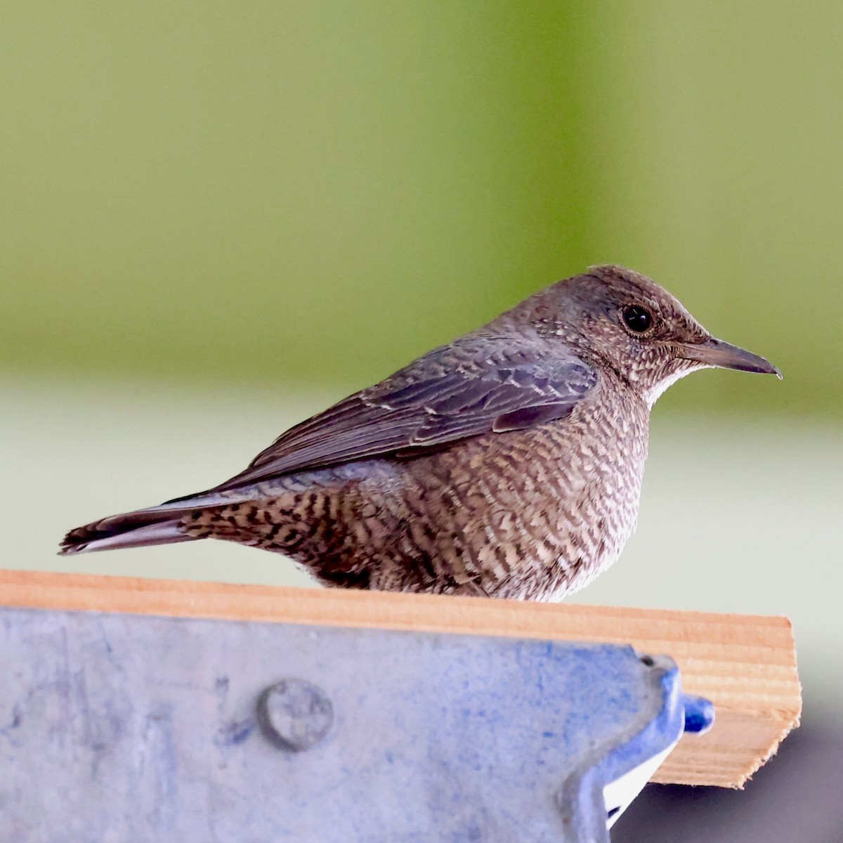 Blue Rock-Thrush - ML647824687