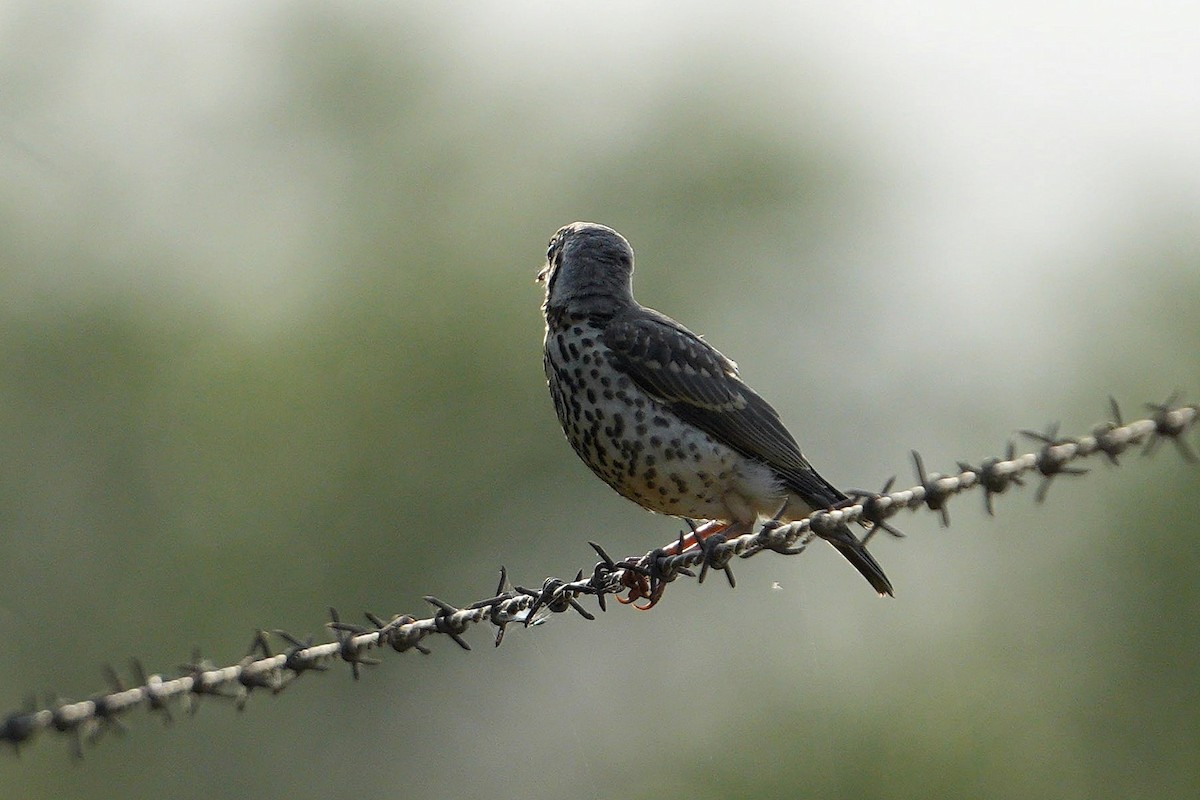 Groundscraper Thrush - ML647824735
