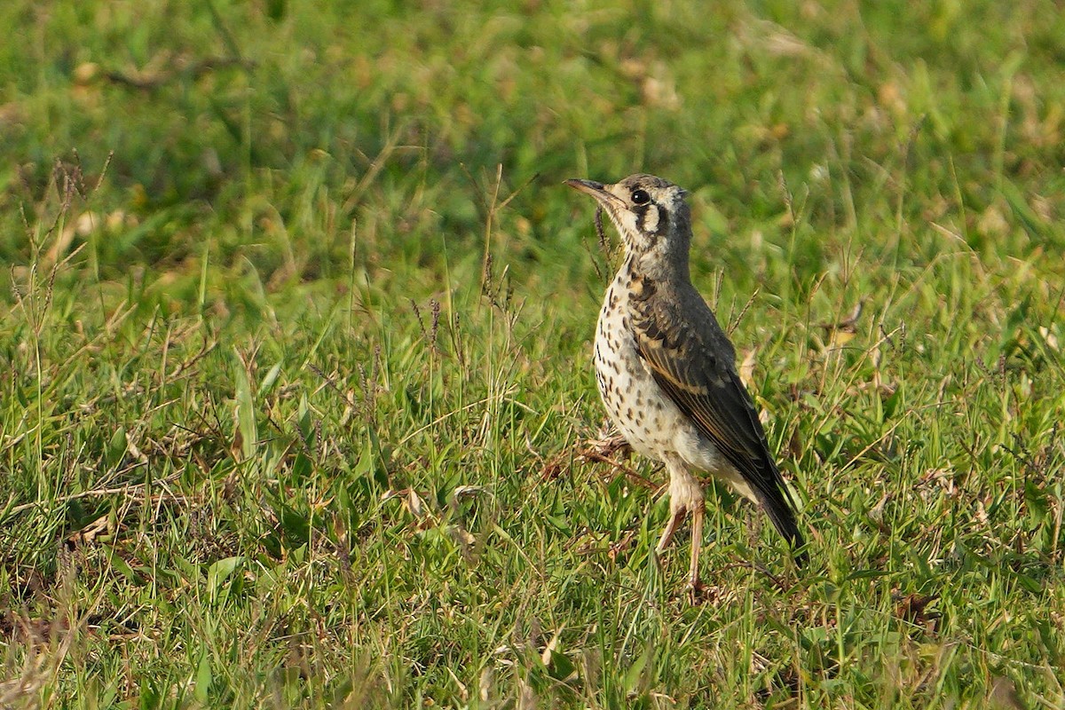 Groundscraper Thrush - ML647824736