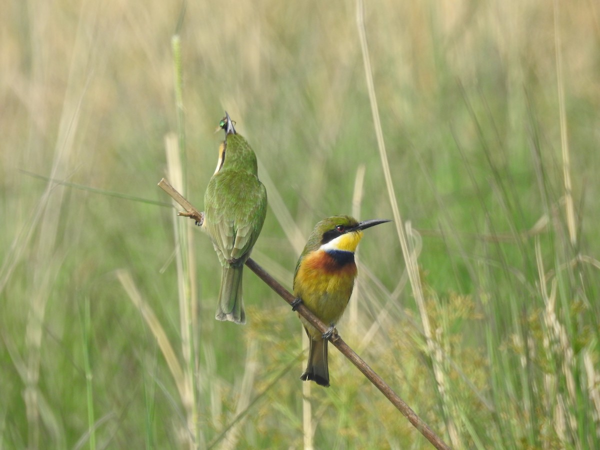 Blue-breasted Bee-eater - ML647824766