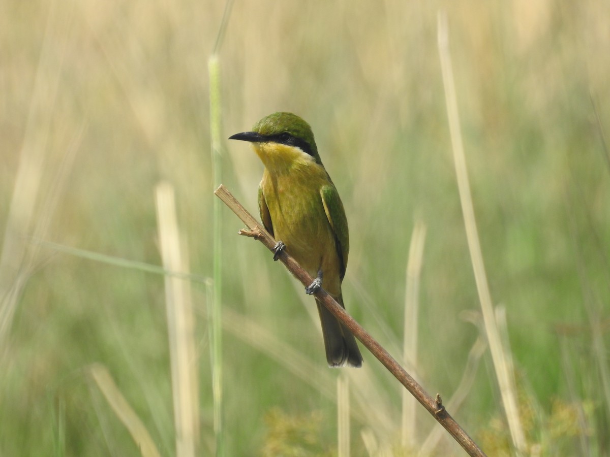 Blue-breasted Bee-eater - ML647824769