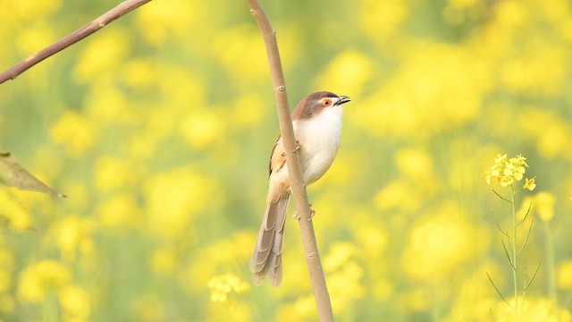Timalí Ojigualdo - ML647824772
