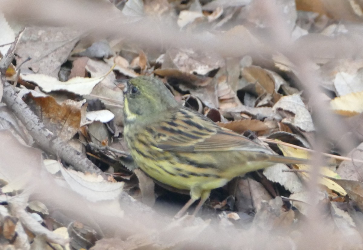 Masked Bunting - ML647824785