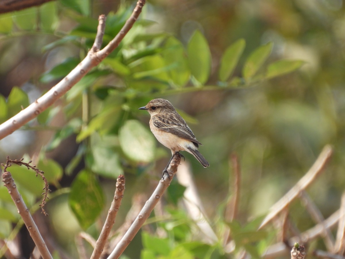 bramborníček sibiřský - ML647824797