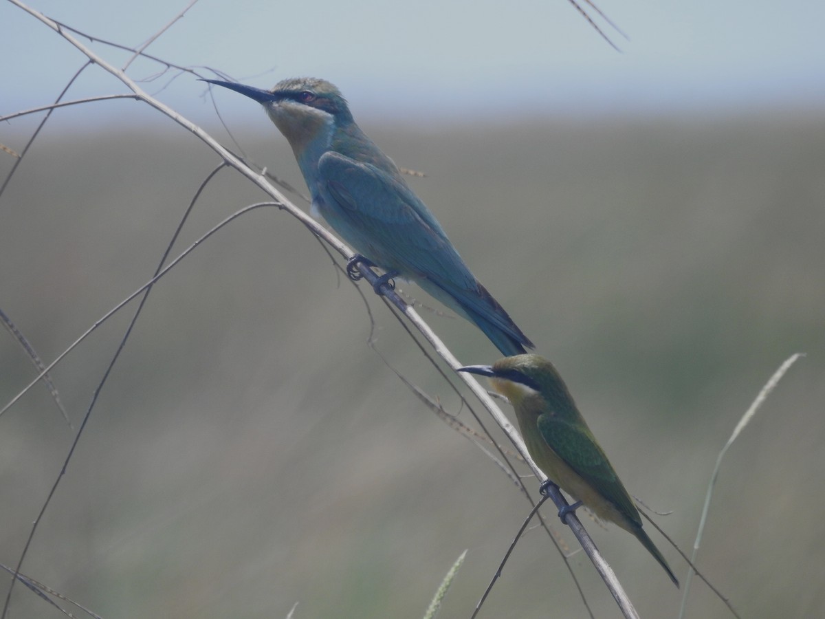 blåkinnbieter - ML647824799