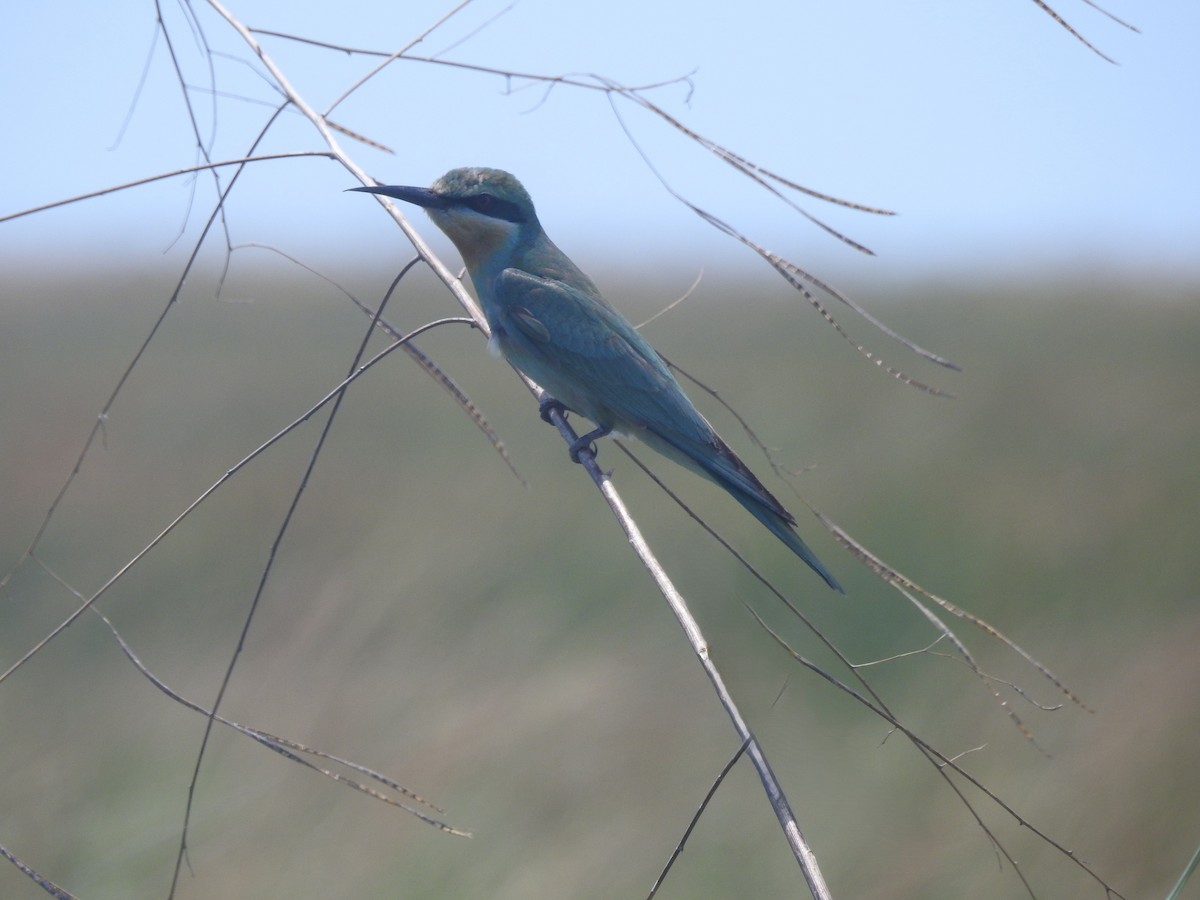 blåkinnbieter - ML647824800