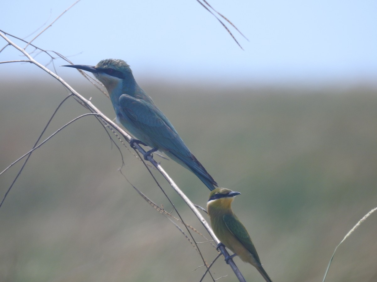 blåkinnbieter - ML647824801