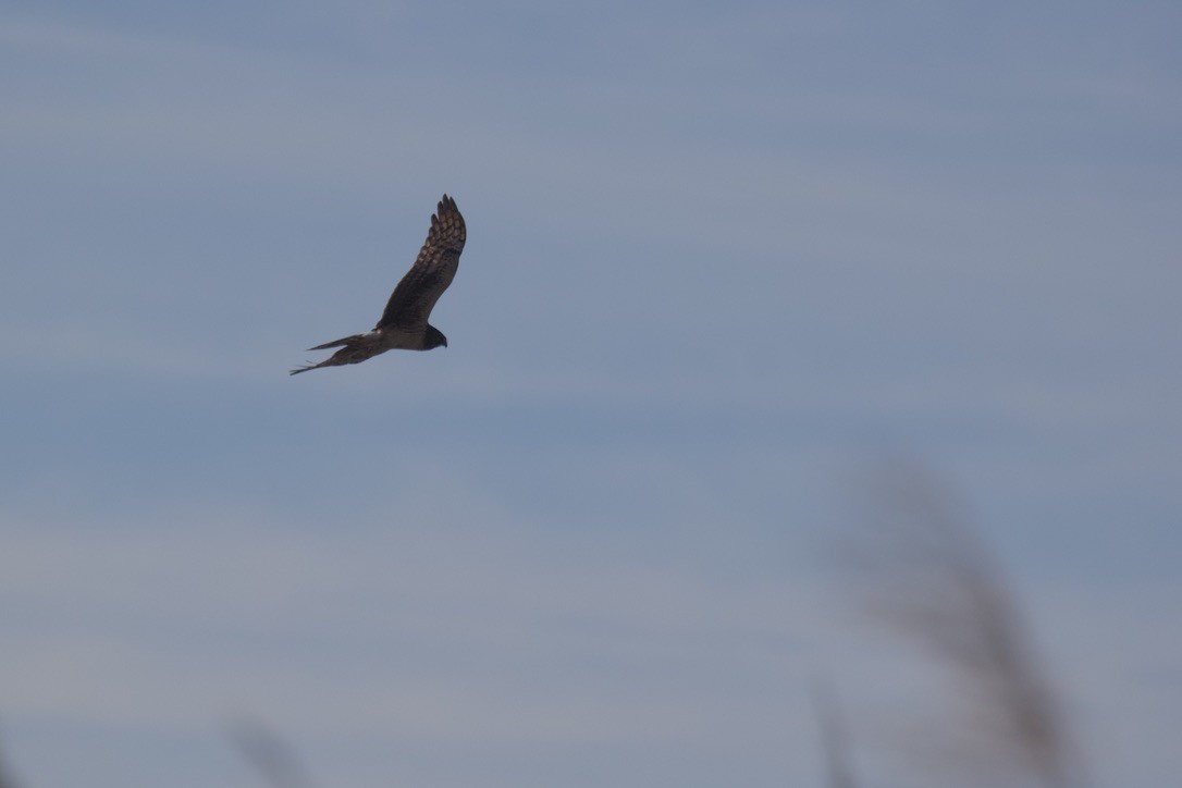 moták severoamerický - ML647824803