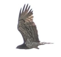 orlík krátkoprstý - ML647824815