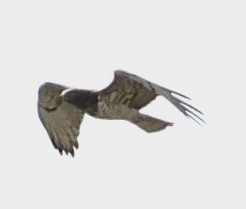 orlík krátkoprstý - ML647824816