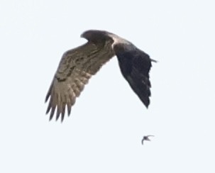 orlík krátkoprstý - ML647824817