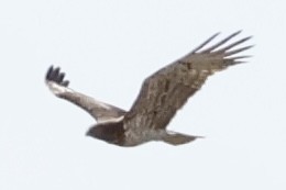 orlík krátkoprstý - ML647824819